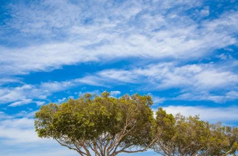 Trees on a blue sky Stock Photos