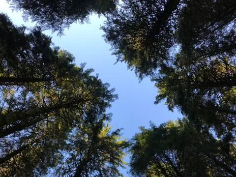 Trees with blue sky Foto stock