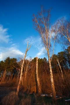 Trees on the blue sky Stock Photos