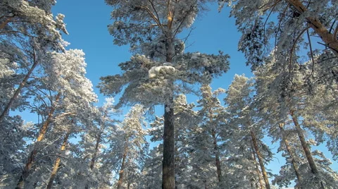 Trees blue sky winter forest Stock Footage 58149512