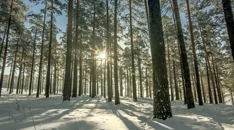 Trees blue sky winter forest with sun Stock Footage 58149568