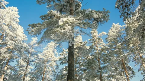 Trees blue sky winter forest Stock Footage 58149589