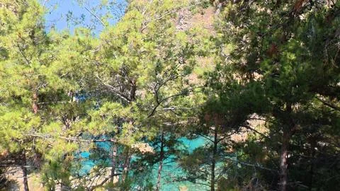 Trees blue water Foto stock