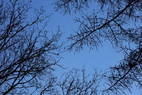 Trees in blue winter sky background high quality prints Fotos de archivo