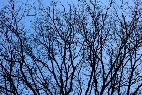 Trees in blue winter sky background high quality prints Fotos de archivo