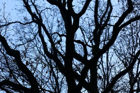 Trees in blue winter sky background high quality prints Fotos de archivo