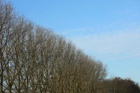 Trees in blue winter sky background high quality prints Fotos de archivo