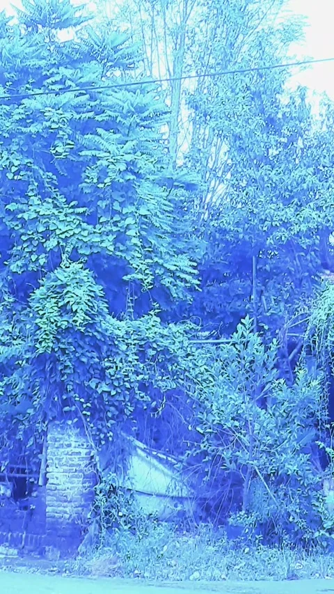 Trees, Bluish Vertical Footage Stock Footage 326180333