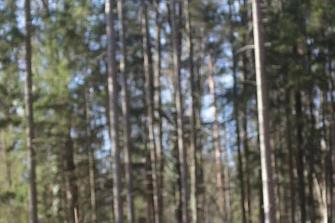 Trees  blur image Фото