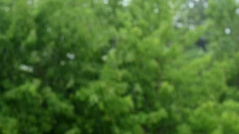 In the trees blurred background, green bokeh. falling raindrops in nature 스톡 동영상 277575952