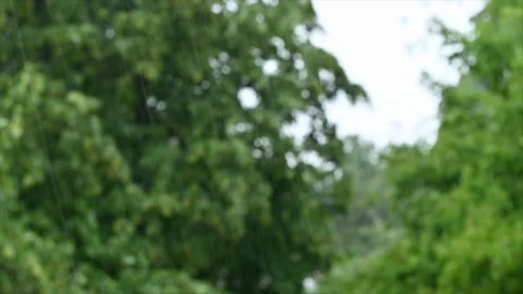 In the trees blurred background, green bokeh. falling raindrops in nature 스톡 동영상 277575953
