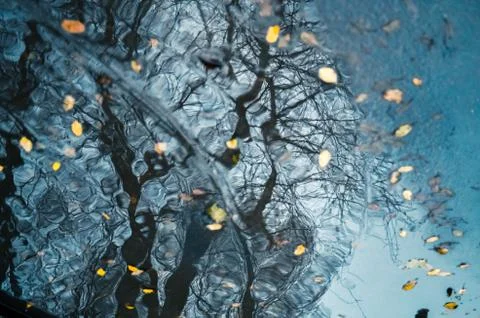 Trees blurry silhouettes as reflection in a puddle on wet city street during Stock Photos