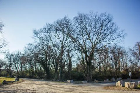 Trees at Boat Dock Stock Photos