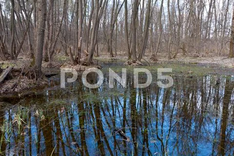 Trees on bog Stock Photos