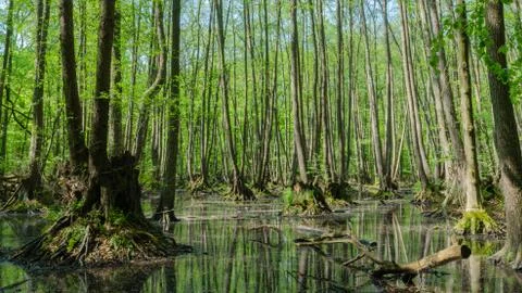 Trees in bog with reflection Stock Photos