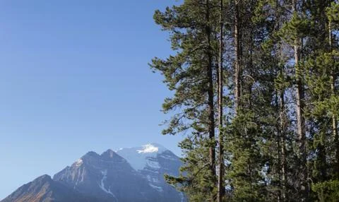 Trees Border Mountains Stock Photos