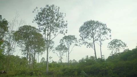Trees in Borneo Stock Footage 214324452