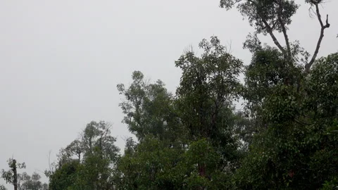 Trees of the Borneo rainforest passing by. Видео 299689867
