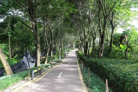 The trees on both sides of the bike path in shenzhen nanshan park have been.. Stock Photos