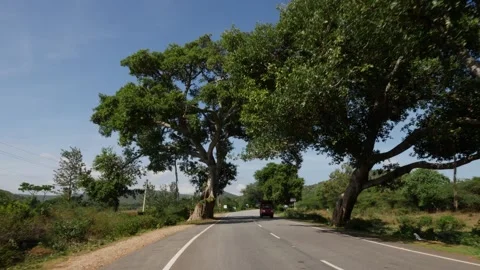 Trees on both sides of road in Indian Stock Footage 156989942