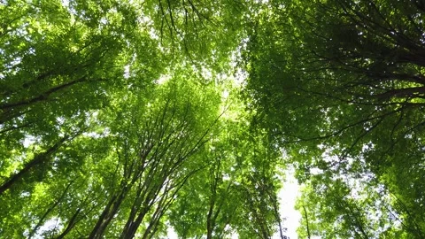 Trees from the bottom angle Stock Footage 247421767