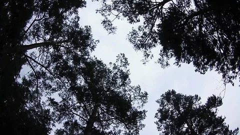 Trees from the bottom up 動画素材 89717251
