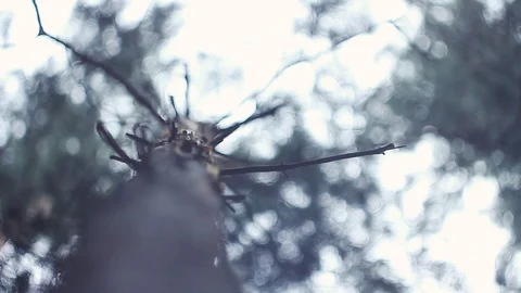 Trees from the bottom up Stock Footage 89717296