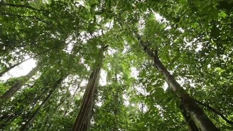 Trees from the bottom up 스톡 동영상 149123127