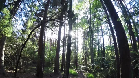 Trees from bottom to top Stock Footage 77476726