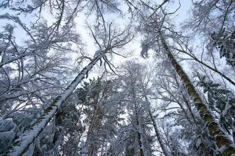 Trees bottom to top winter Stock Photos