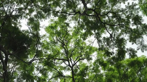 Trees bottom view at daylight summer season time. Stock Footage 232701973