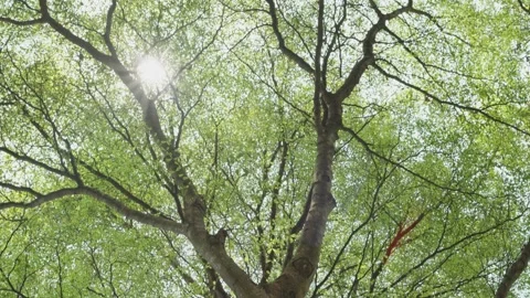 Trees bottom view at daylight summer season time. Stock Footage 233183725