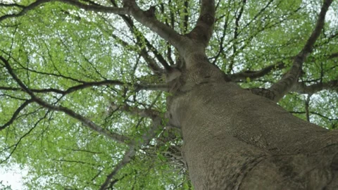 Trees bottom view at daylight summer season time. Stock Footage 233183756