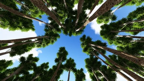 Trees From Bottom View With Sky and Sunlight 3D Rendering Stock Footage 120411637