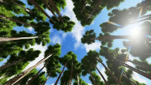 Trees From Bottom View With Sky and Sunlight 3D Rendering Stock Footage 120411783