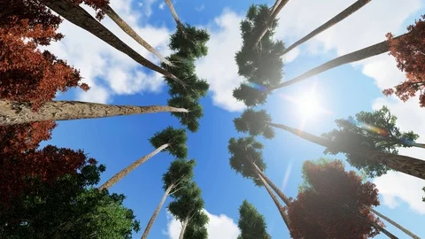 Trees From Bottom View With Sky and Sunlight 3D Rendering Stock Footage 120412268