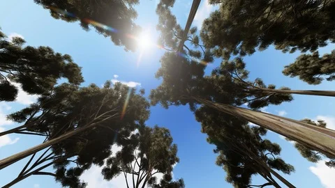 Trees From Bottom View With Sky and Sunlight 3D Rendering Stock Footage 122247971
