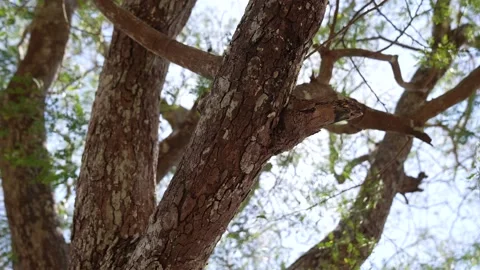 Trees bottom view sun shining through branches swaying wind sunny. Gimbal Stock Footage 217744226
