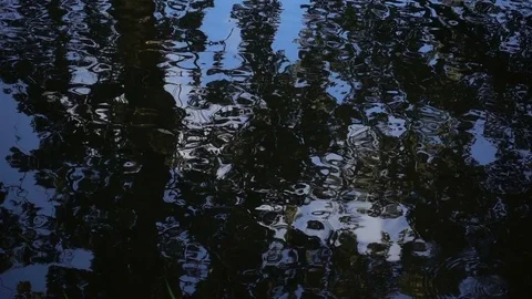 Trees bounce in undulating water. Quiet waves on the river, the lake, slightly w Video stock 81065269