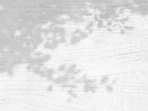 Trees branch and leaf with shadow on a white concrete wall Stock Photos