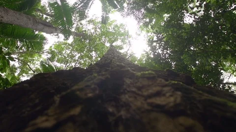 Trees branch and sunlight Stock Footage