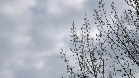 Trees branch on the backdrop of rain clouds. Clouds and overcast, soon rain. Stock Footage 105530875