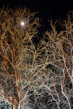 Trees branch at night Foto stock
