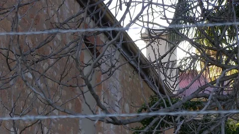 Trees branches and barbwires Stock Footage 84959281