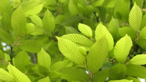 Trees branches and green leaves Stock Footage 154515615