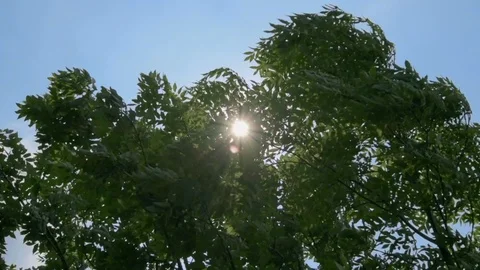 Trees branches and leaves moved by the wind. Sun shining through branches. Na Stock Footage 93833083