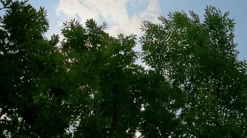 Trees branches and leaves moved by the wind. Sun shining through branches. Na Stock Footage 93834142