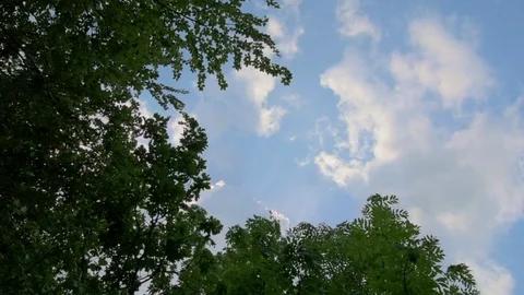 Trees branches and leaves moved by the wind. Sun shining through branches. Na Stock Footage 98466397