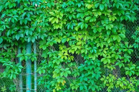 Trees branches on blue sky Stock Photos