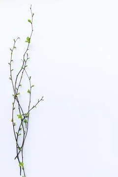 Tree's branches with buds and first leaves. Copy space. Stock Photos